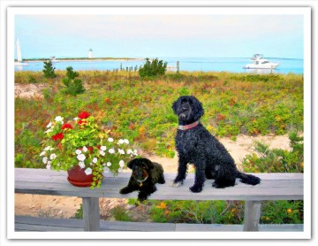  perro Arte - perro geoff neuhoff cerca de la playa
